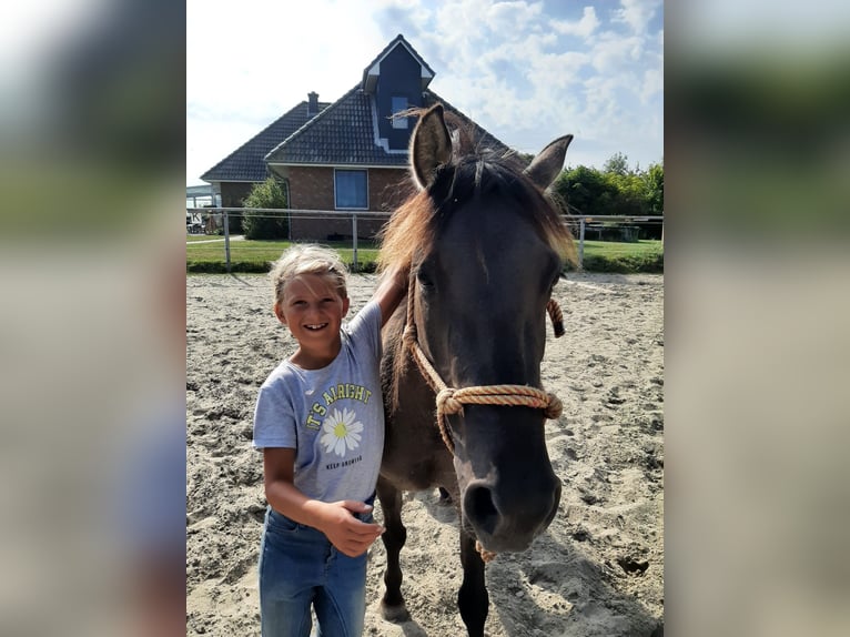 Konik Mix Stute 10 Jahre 133 cm Falbe in Neuenkirchen