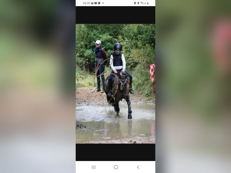 Konik Mix Stute 10 Jahre 133 cm Falbe in Neuenkirchen