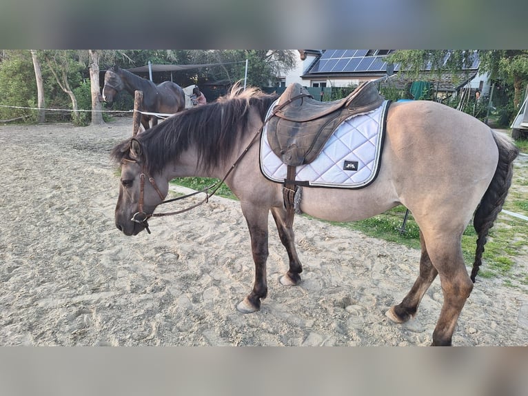 Konik Stute 10 Jahre 137 cm Falbe in Emkendorf