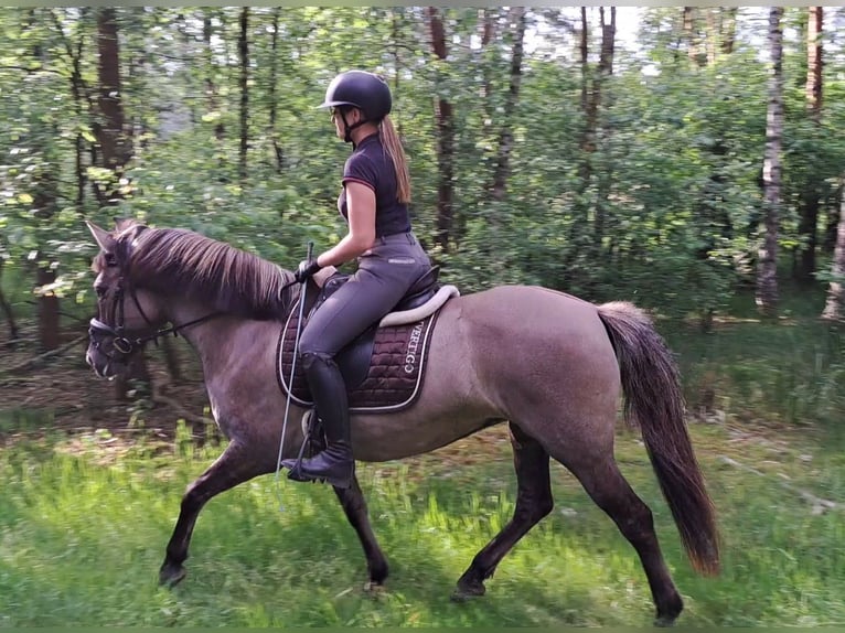 Konik Stute 10 Jahre 147 cm Falbe in FORST
