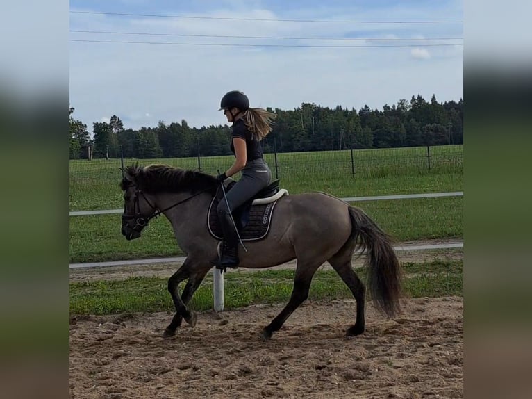 Konik Stute 10 Jahre 147 cm Falbe in FORST