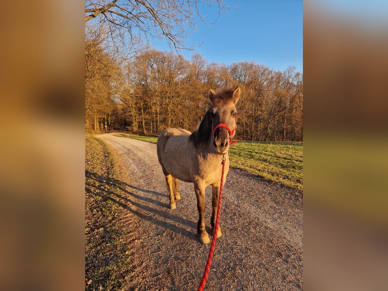 Konik Stute 11 Jahre 130 cm  in Eppstein