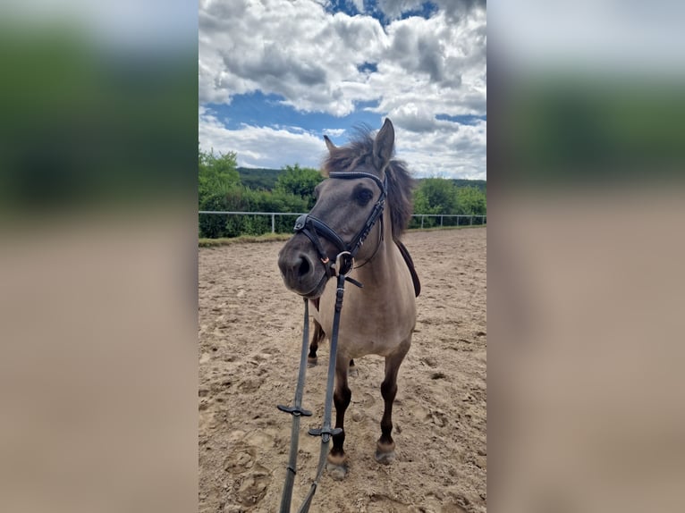 Konik Stute 11 Jahre 130 cm  in Eppstein