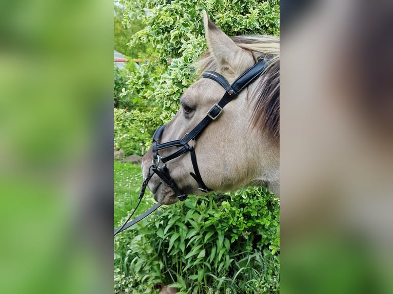 Konik Mix Stute 11 Jahre 135 cm Falbe in Essen (Oldenburg)