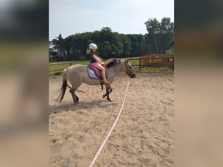 Konik Mix Stute 11 Jahre 135 cm Falbe in Essen (Oldenburg)