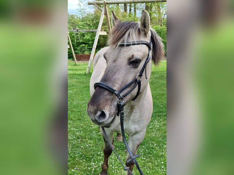 Konik Mix Stute 11 Jahre 135 cm Falbe in Essen (Oldenburg)