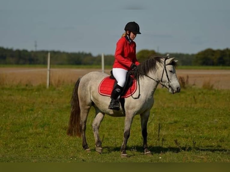 Konik Stute 11 Jahre 135 cm Schimmel in W&#x119;dzina