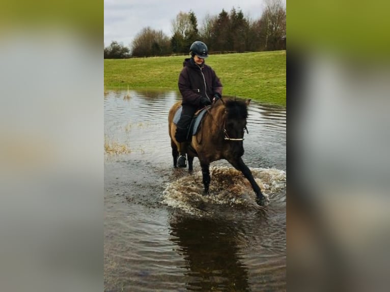 Konik Stute 11 Jahre 138 cm Falbe in Satrup