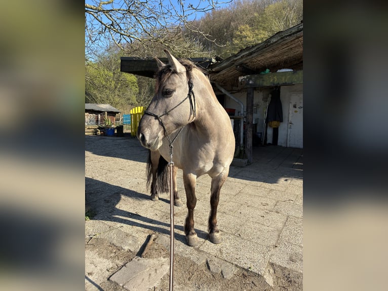 Konik Stute 11 Jahre 140 cm Falbe in Düsseldorf