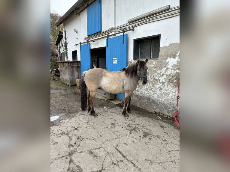 Konik Stute 11 Jahre 140 cm Falbe in Düsseldorf