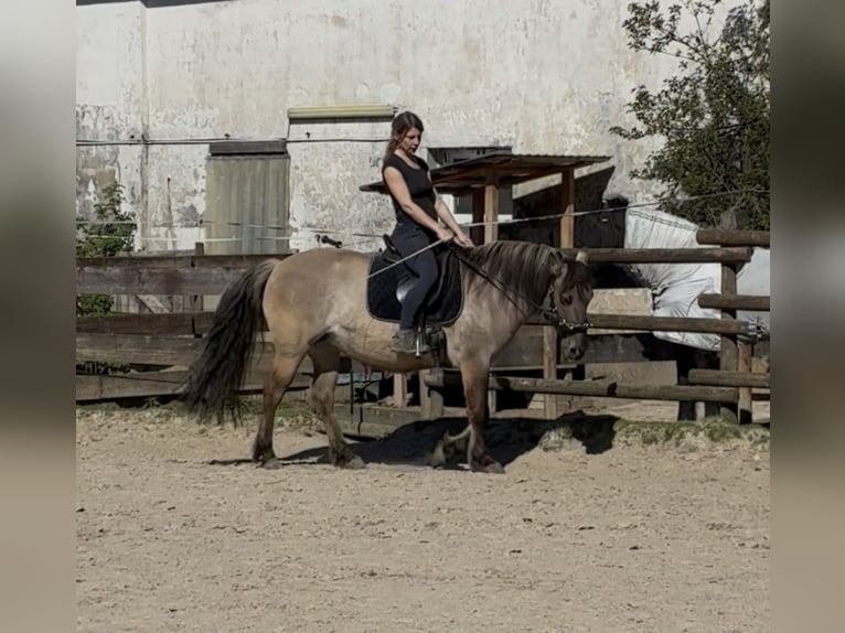 Konik Stute 11 Jahre 140 cm Falbe in Düsseldorf