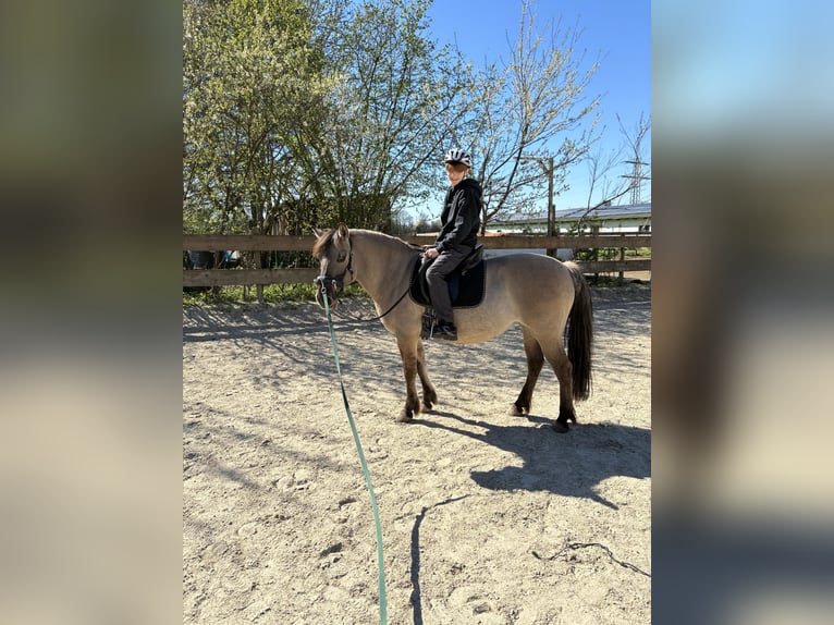Konik Stute 11 Jahre 140 cm Falbe in Düsseldorf