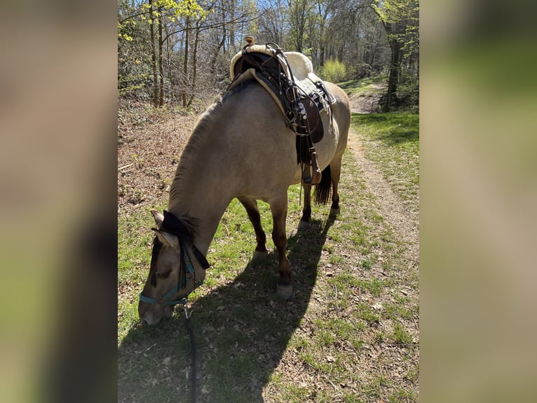 Konik Stute 11 Jahre 140 cm Falbe in Düsseldorf