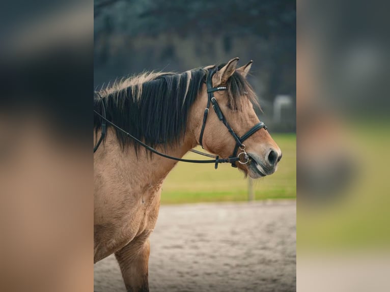 Konik Stute 11 Jahre 140 cm Falbe in Pelmberg