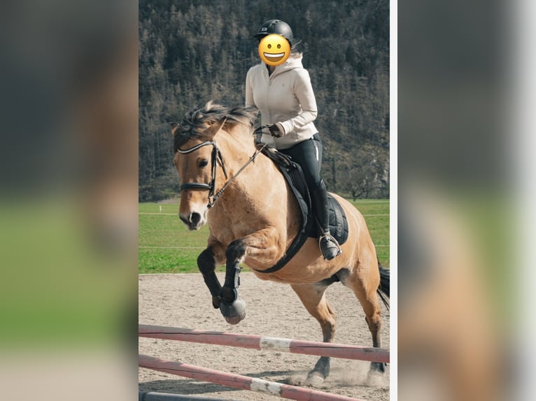 Konik Stute 11 Jahre 140 cm Falbe in Pelmberg