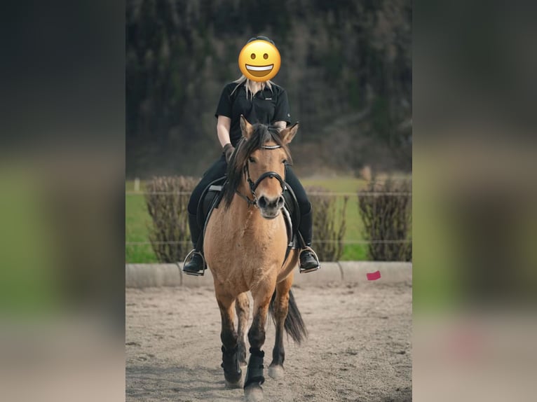 Konik Stute 11 Jahre 140 cm Falbe in Pelmberg