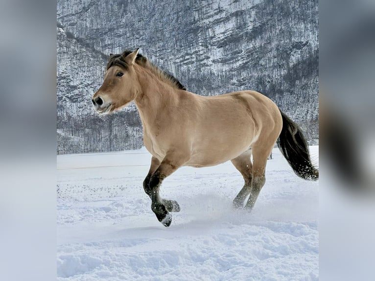 Konik Stute 11 Jahre 140 cm Falbe in Pelmberg