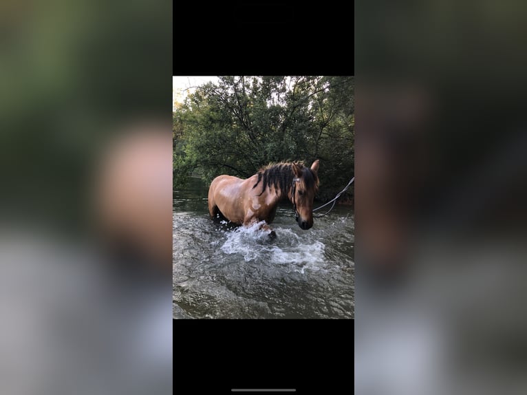 Konik Stute 11 Jahre 145 cm Falbe in Kamp-Lintfort