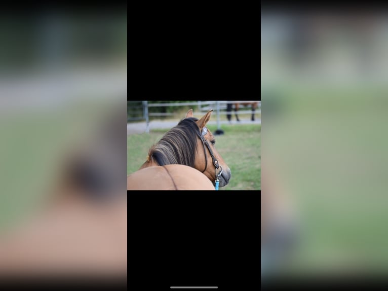 Konik Stute 11 Jahre 145 cm Falbe in Kamp-Lintfort