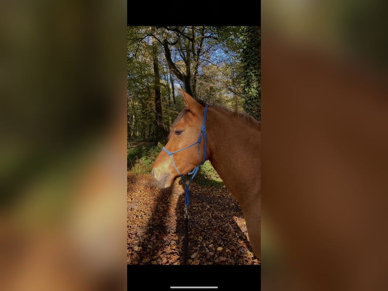 Konik Stute 11 Jahre 145 cm Falbe in Kamp-Lintfort