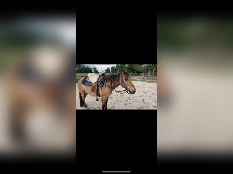 Konik Stute 11 Jahre 145 cm Falbe in Kamp-Lintfort