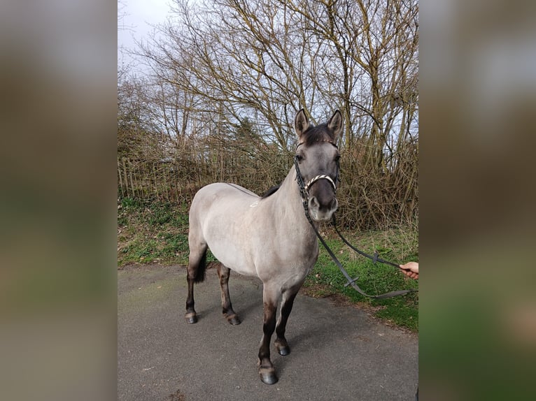Konik Stute 11 Jahre 145 cm  in Nettersheim