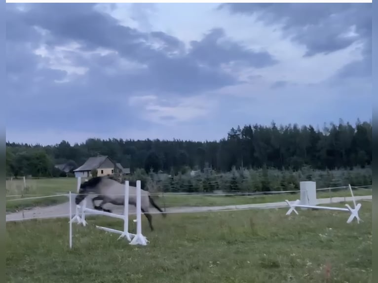 Konik Stute 11 Jahre 150 cm Schimmel in M&#x101;rciena