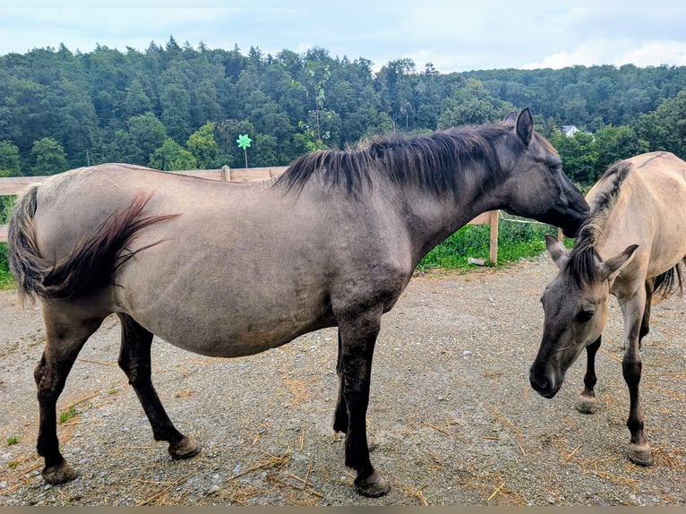 Konik Stute 12 Jahre 137 cm Grullo in Adelsheim