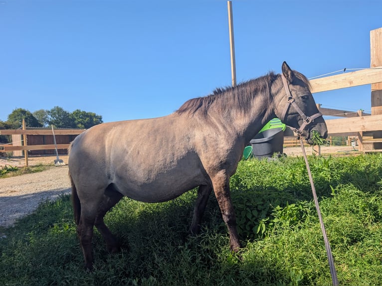Konik Stute 12 Jahre 137 cm Grullo in Adelsheim