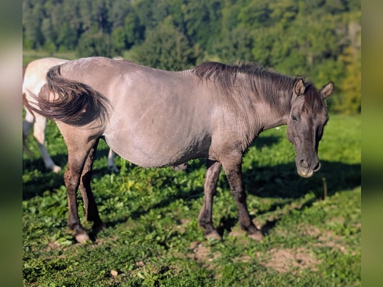 Konik Stute 12 Jahre 137 cm Grullo in Adelsheim