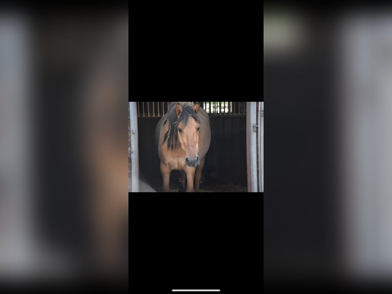 Konik Stute 12 Jahre 145 cm Falbe in Kamp-Lintfort