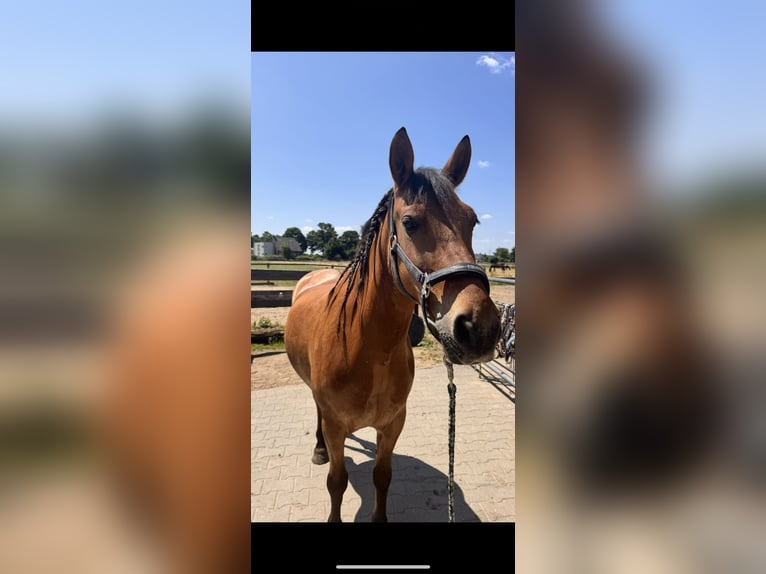 Konik Stute 12 Jahre 145 cm Falbe in Kamp-Lintfort