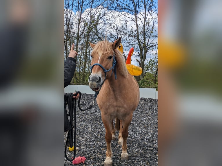 Konik Mix Stute 12 Jahre 148 cm Fuchs in Leverkusen