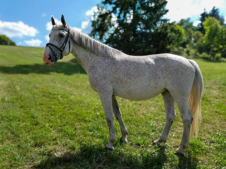 Konik Stute 12 Jahre 170 cm Schimmel in Kronegg