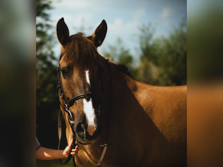 Konik Stute 13 Jahre 135 cm in Biała