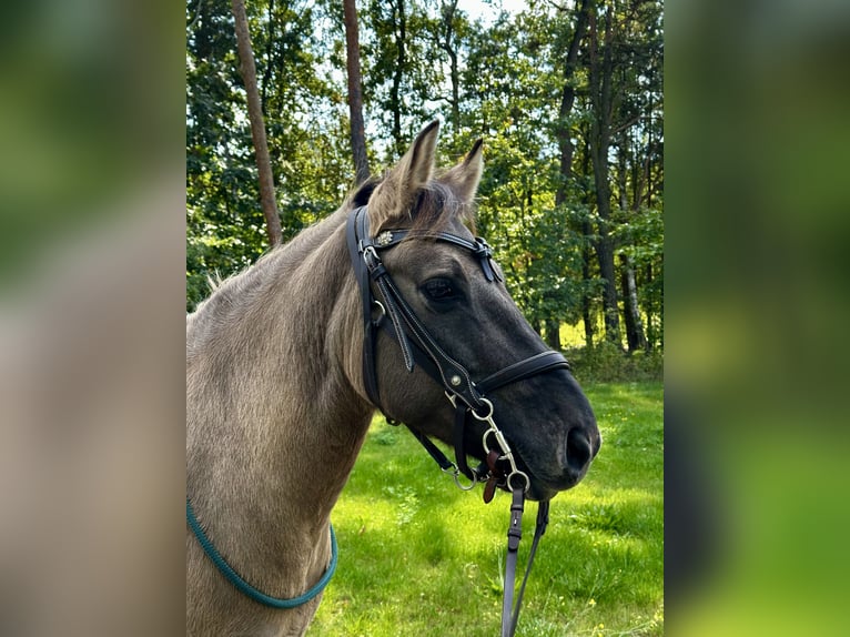 Konik Stute 13 Jahre 138 cm Falbe in Michendorf
