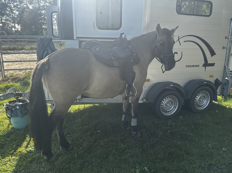 Konik Stute 13 Jahre 138 cm Falbe in Michendorf