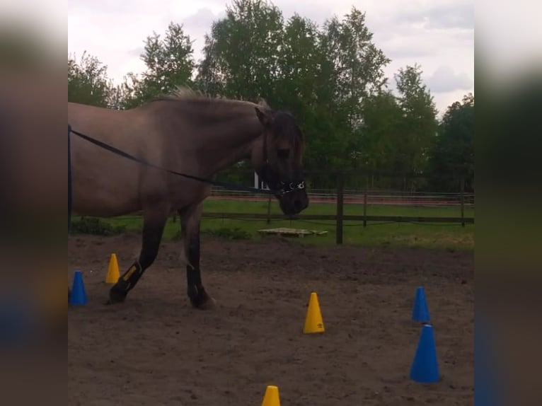 Konik Stute 13 Jahre 146 cm in Katowice