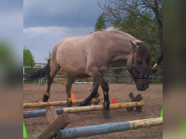 Konik Stute 13 Jahre 146 cm in Katowice