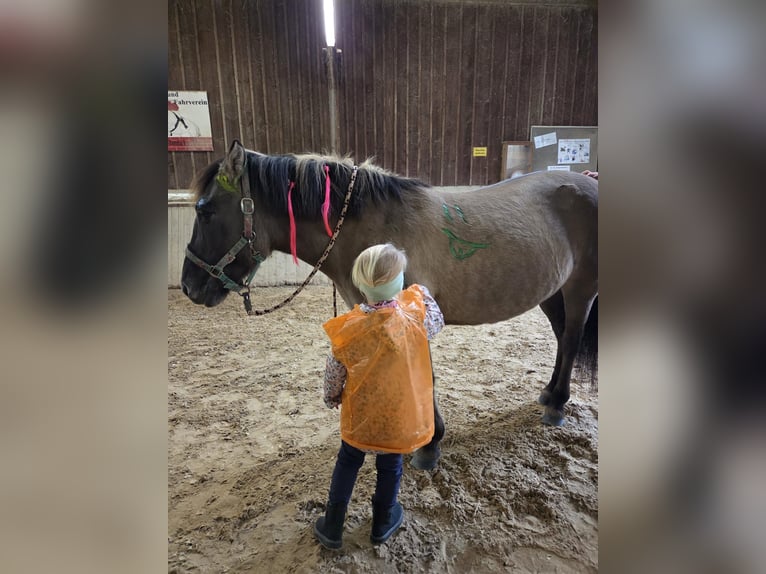 Konik Stute 14 Jahre 135 cm Falbe in Driedorf