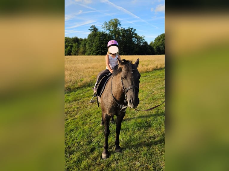 Konik Stute 14 Jahre 140 cm Dunkelbrauner in Nostorf