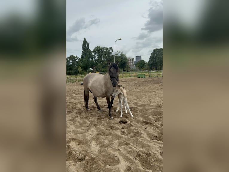 Konik Stute 15 Jahre 145 cm in Leiden