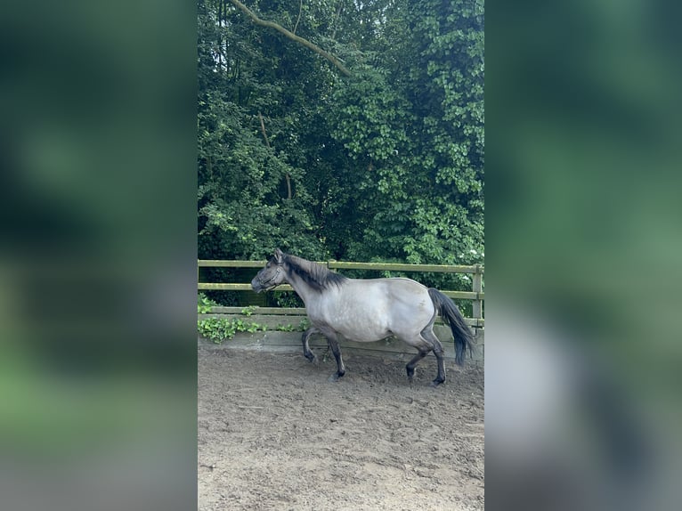 Konik Stute 15 Jahre 145 cm in Leiden