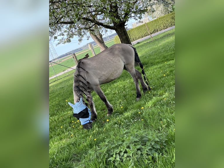 Konik Stute 16 Jahre 121 cm Falbe in Kötz