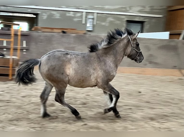 Konik Stute 1 Jahr 127 cm Falbe in Niesky