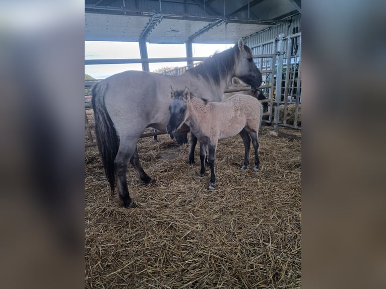 Konik Stute 1 Jahr 135 cm Falbe in Valwig