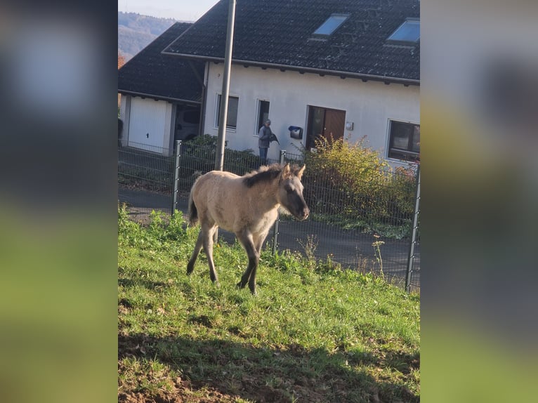 Konik Stute 1 Jahr 135 cm Falbe in Valwig