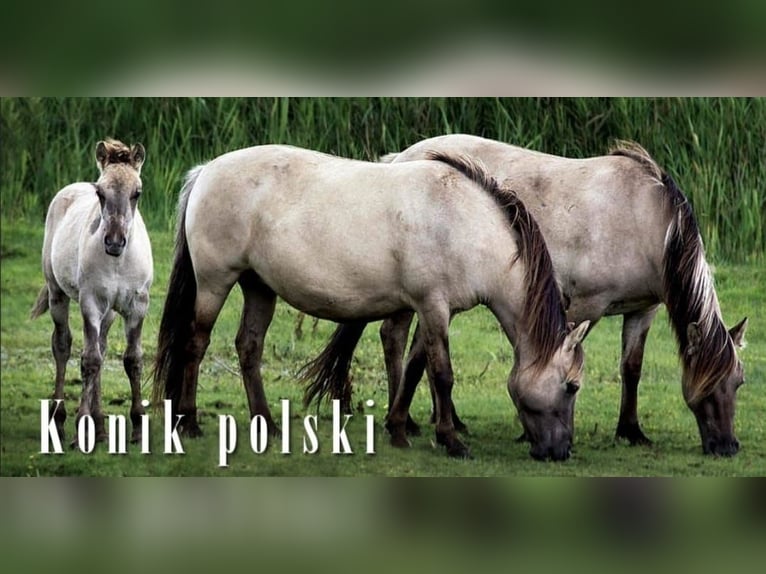 Konik Stute 1 Jahr 135 cm Grullo in Calenzana