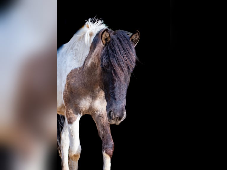 Konik Stute 1 Jahr 136 cm Schecke in Glödnitz