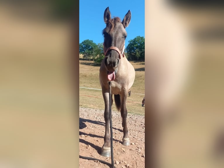 Konik Stute 1 Jahr 140 cm Grullo in Altenglan